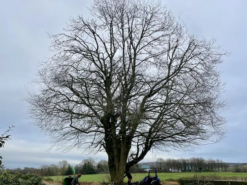 A tree after thinning and crown lifting within the canopy