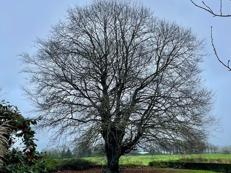 Dense tree blocking out sunlight is thinned out to allow natural light to filter to the area beneath