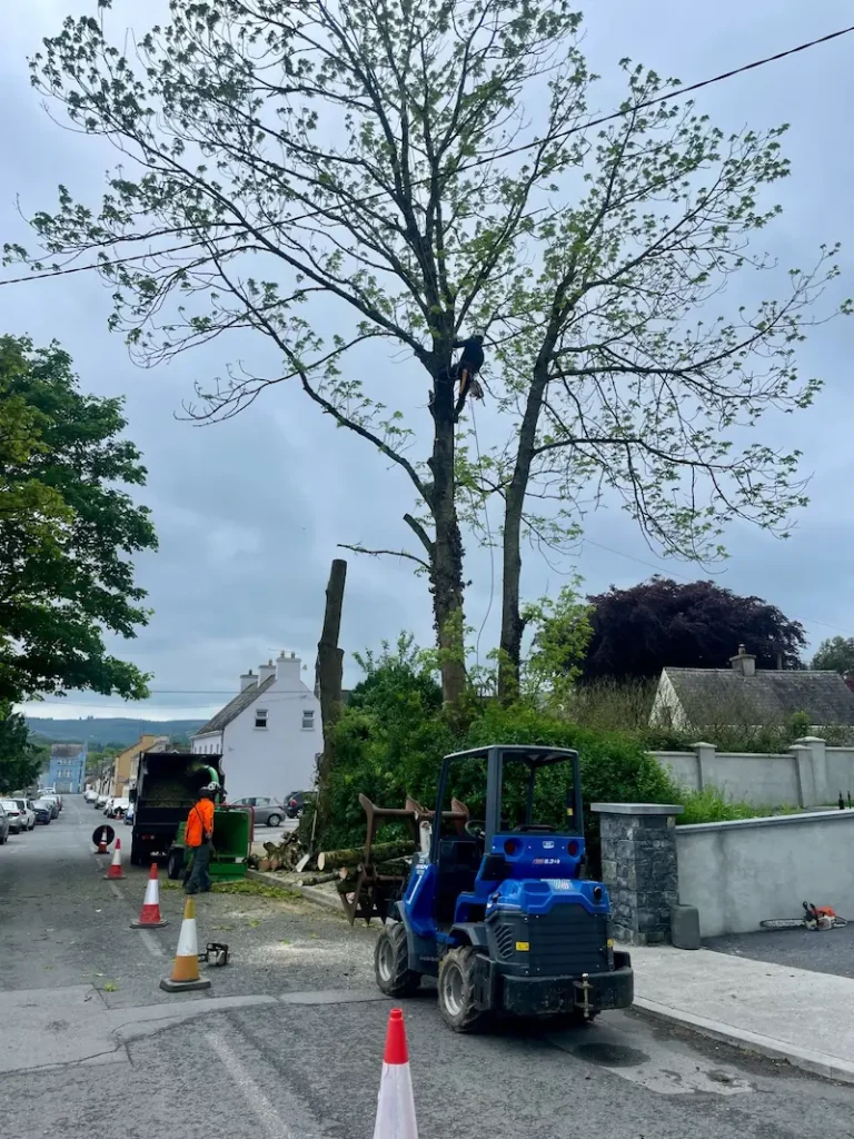 Pollarding roadside Ash trees in Co. Tipperary