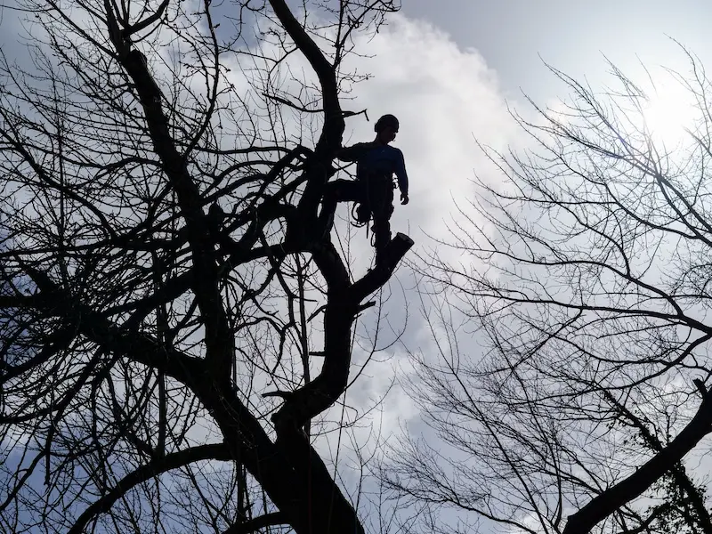 Professional tree surgery and site clearance services in Cork