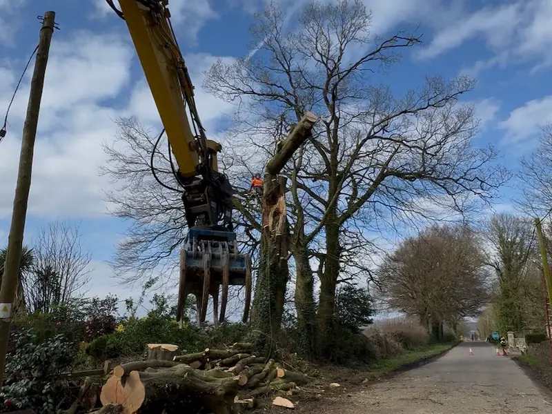 Removing dangerous roadside Beech tree in Co. Waterford