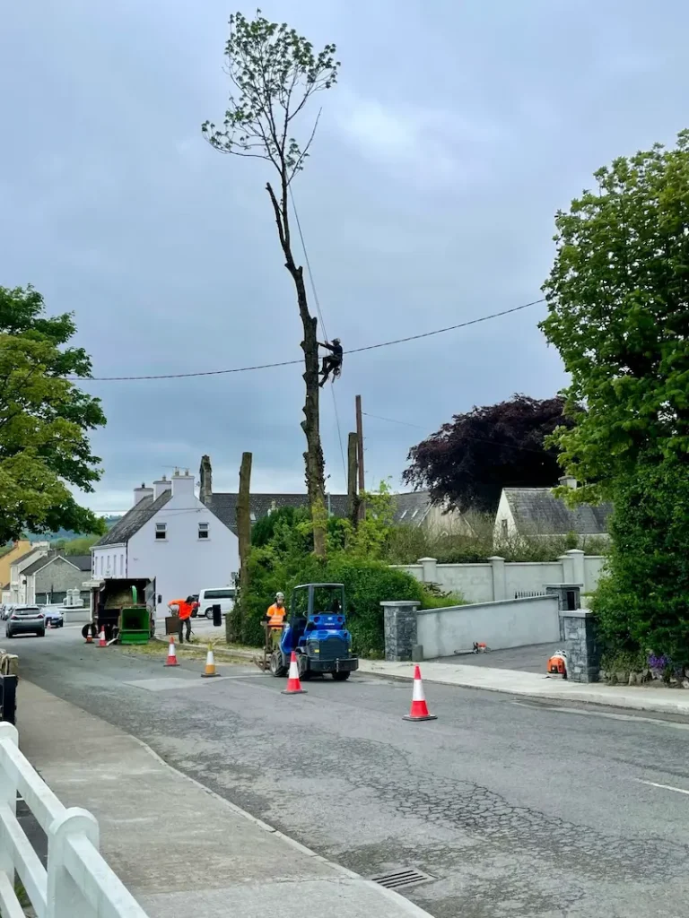 Removing last main stem from overgrown Ash tree