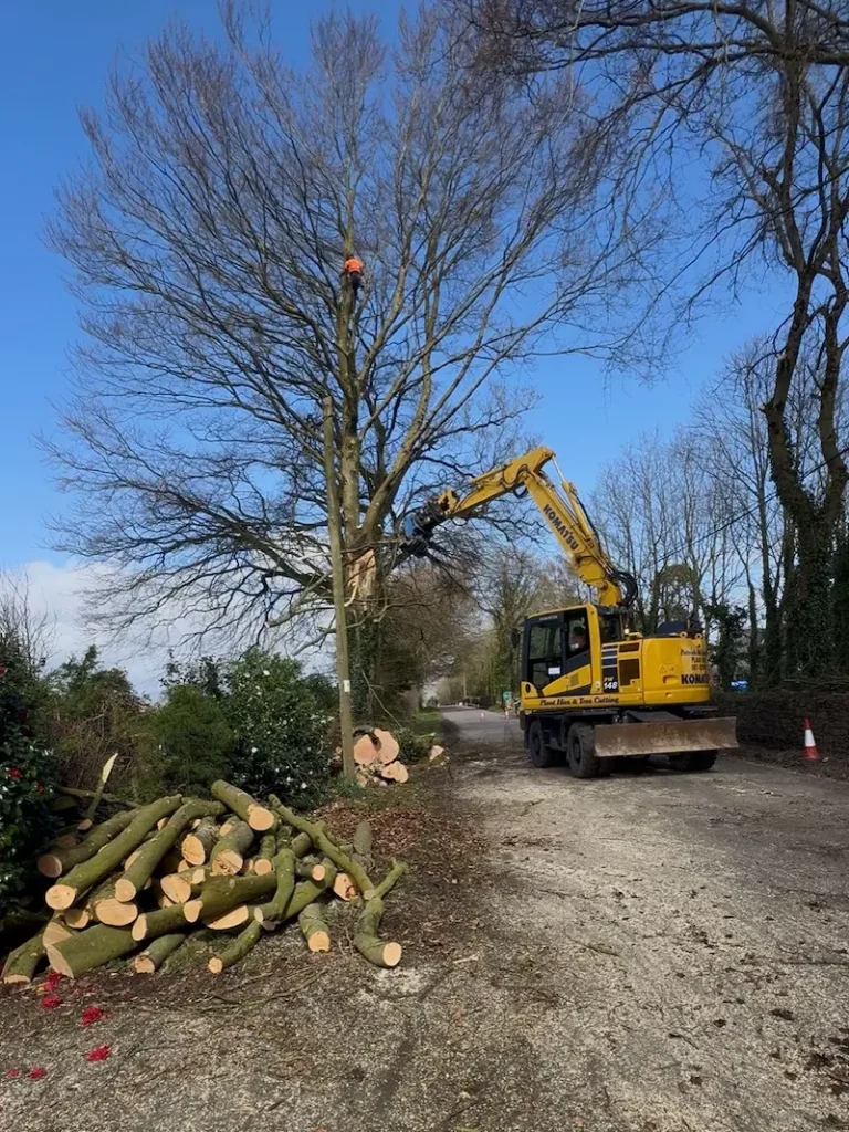 Tree felling with mechanical assistance in Co. Waterford