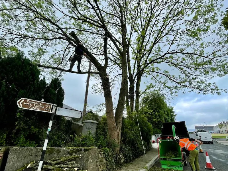 Tree surgery works carried out on roadside trees in Co, Tipperary