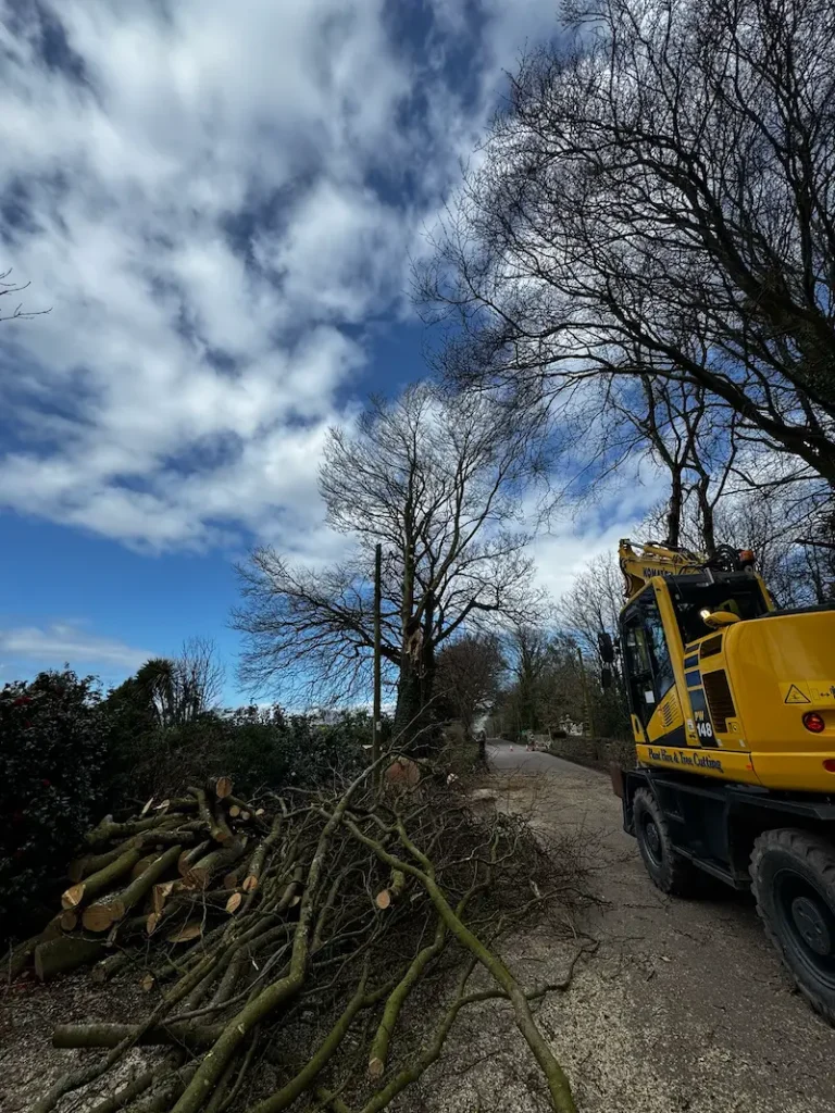 Using heavy machinery to assist in the removal of a large storm damaged Beech tree